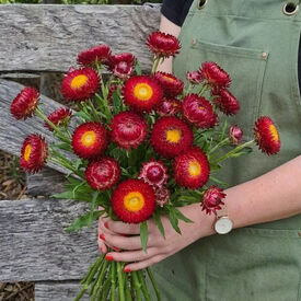 Monster Scarlet, Strawflower Seeds